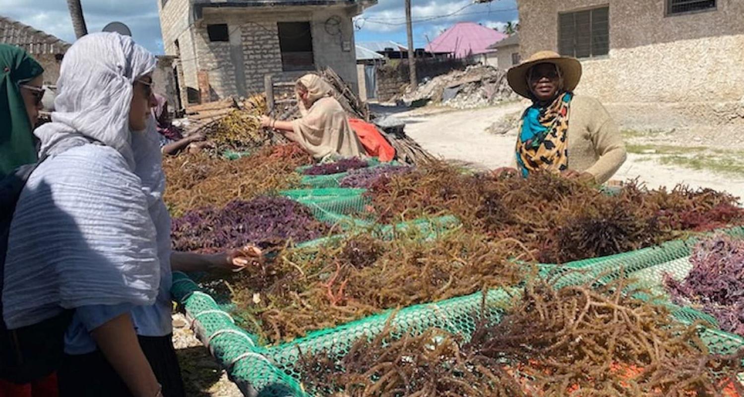 Zanzibar Seaweed Farming