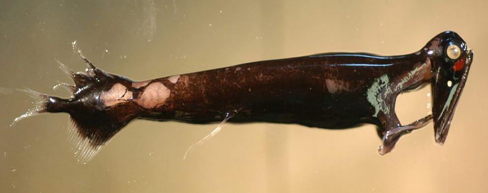 A deep-sea dragonfish